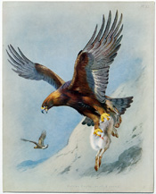 British Birds by Archibald Thorburn (1918)